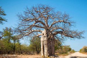 Royal Kruger Baobab Route